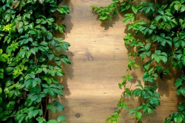 Yapay Bitki Duvarı mı, Gerçek Bitki Duvarı mı? Karşılaştırma Rehberi