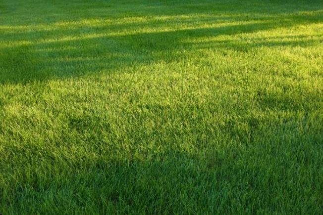 Çimlendirme Ve Hazır Çim Uygulamaları