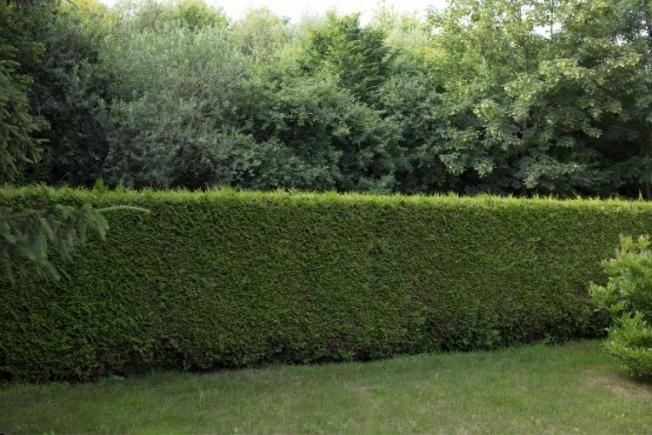 Dikey Bahçe Ve Yeşil Duvar Uygulamaları